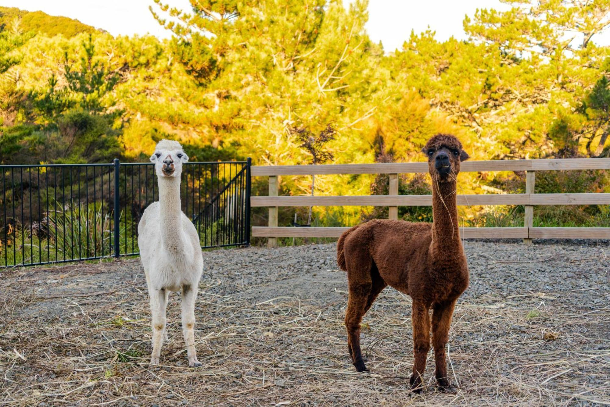 Alpaca Manor Auckland Apartment Exterior foto