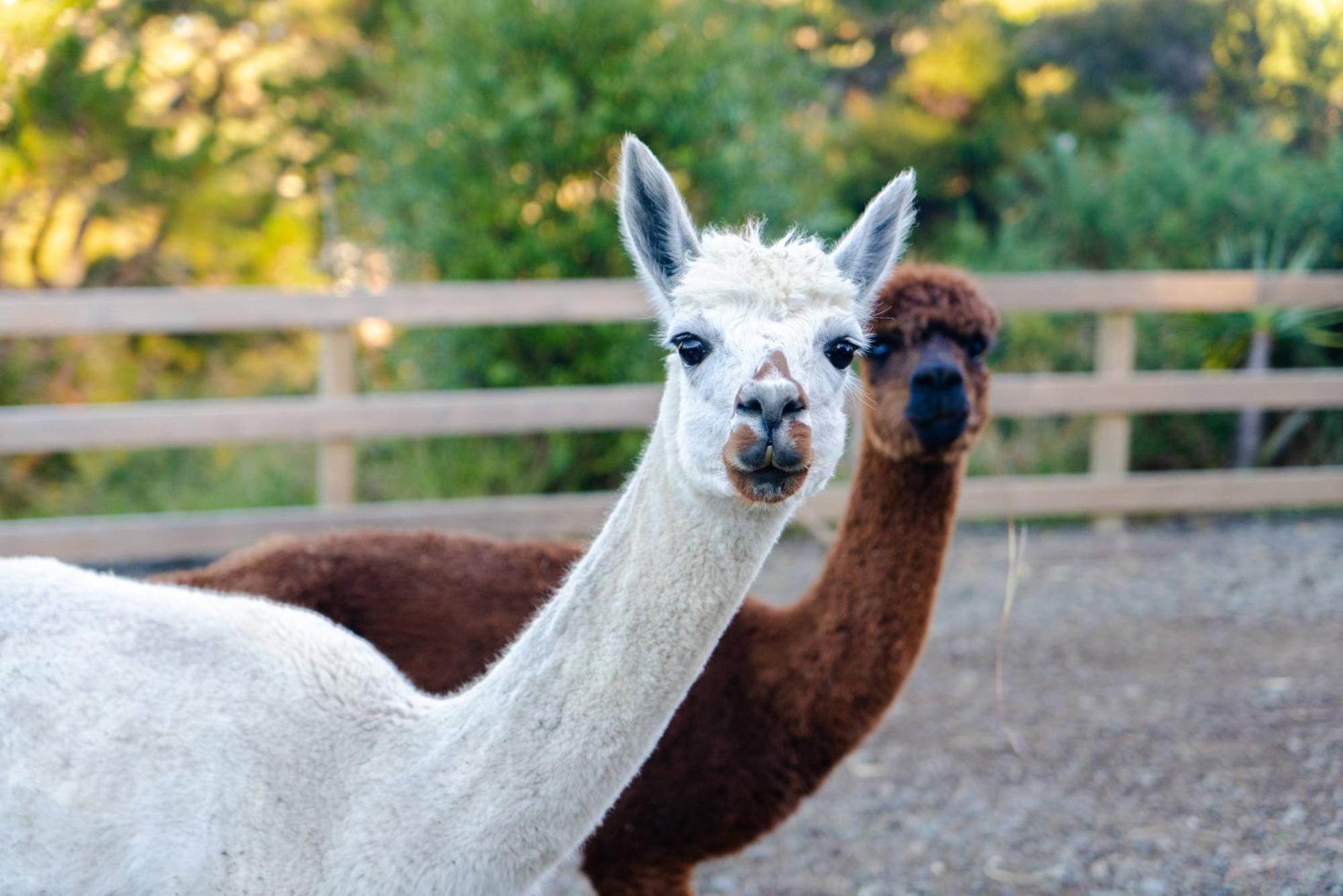 Alpaca Manor Auckland Apartment Exterior foto