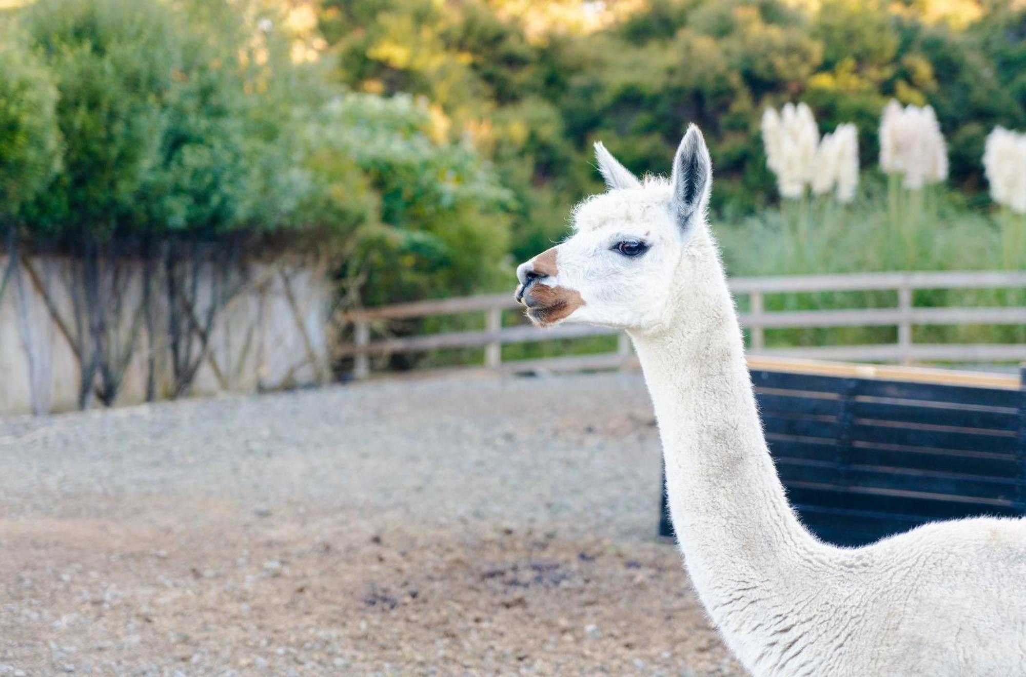 Alpaca Manor Auckland Apartment Exterior foto
