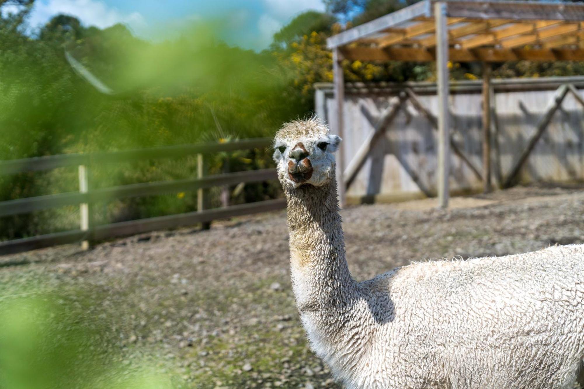 Alpaca Manor Auckland Apartment Exterior foto